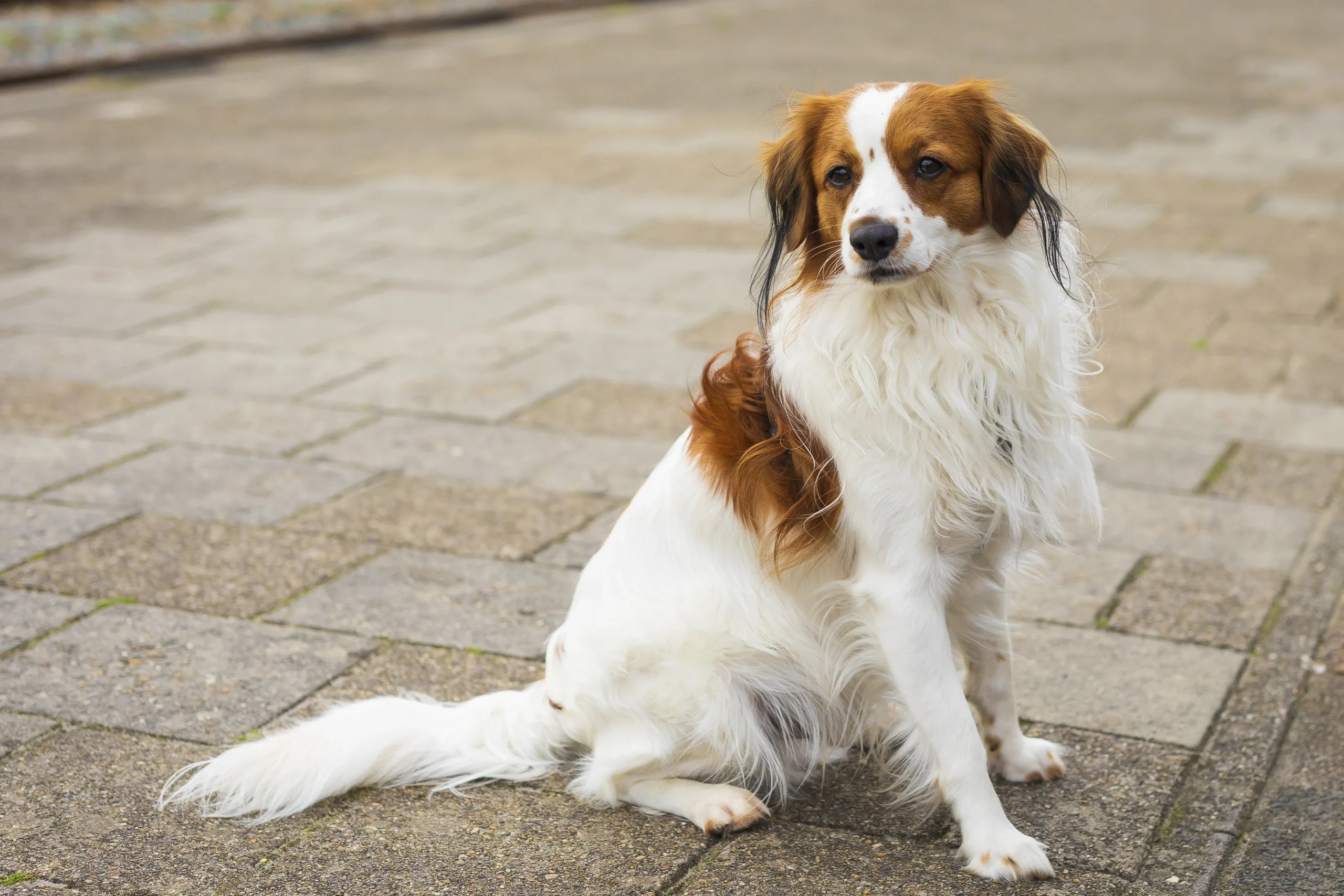 Sammy, kantoorhond bij Kuil Hypotheken in Stadskanaal